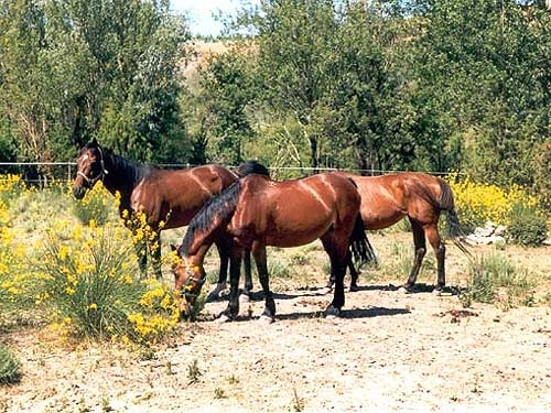 Agricamping Monterotondo - zdjęcie 1
