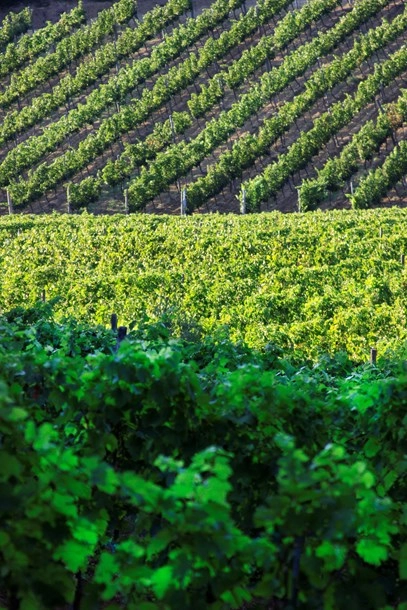 zobacz camping - zdjęcie 16