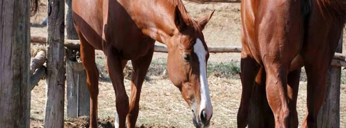 Agriturismo Orsini - zdjęcie 3