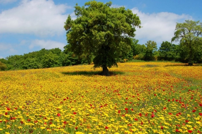 Blu International Camping Club - zdjęcie 3