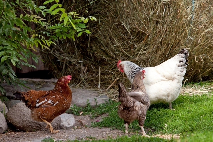 Campeggio Ansitz Wildberg - zdjęcie 3