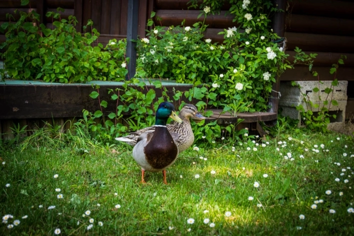 zobacz camping - zdjęcie 2