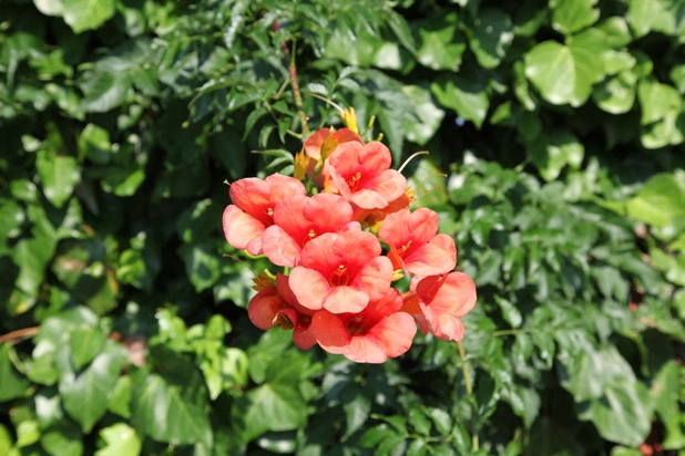 zobacz camping - zdjęcie 12