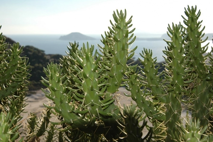 Campeggio Internazionale Vulcano Solfatara - zdjęcie 3