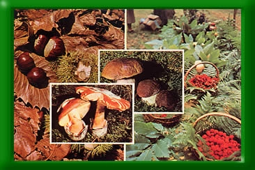 Campeggio Lago Paradiso - zdjęcie 1