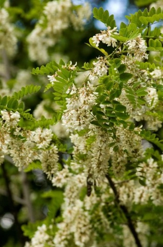 zobacz camping - zdjęcie 37