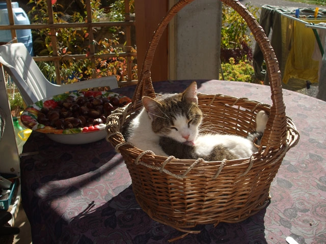 zobacz camping - zdjęcie 23