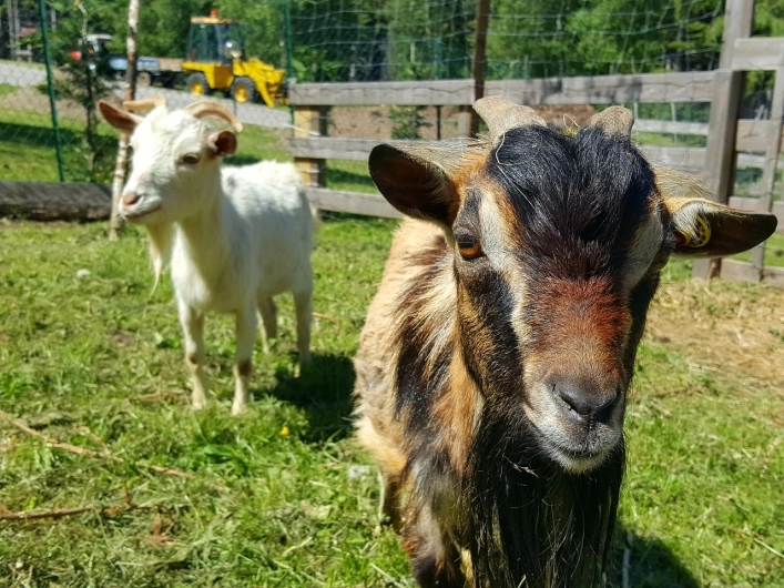 zobacz camping - zdjęcie 22