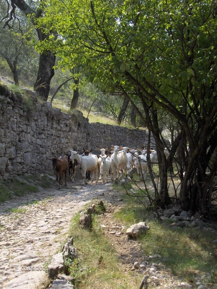 Campeggio Bellavista - zdjęcie 1