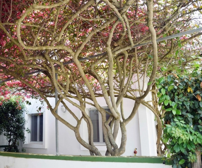 Campeggio Pineta al Mare - zdjęcie 1