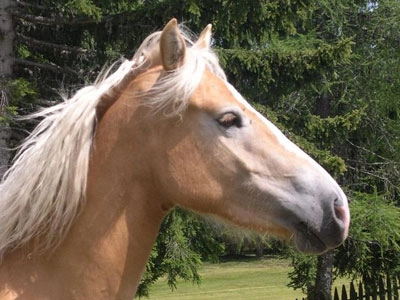 Campeggio Smeraldo - zdjęcie 3