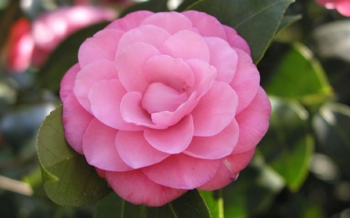 zobacz camping - zdjęcie 29