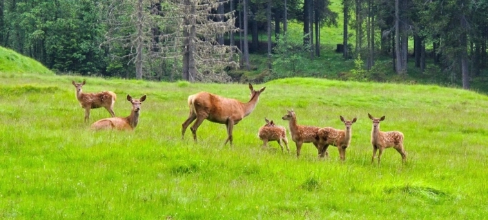 zobacz camping - zdjęcie 20