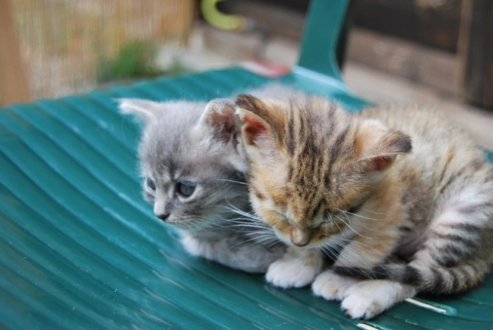 zobacz camping - zdjęcie 16