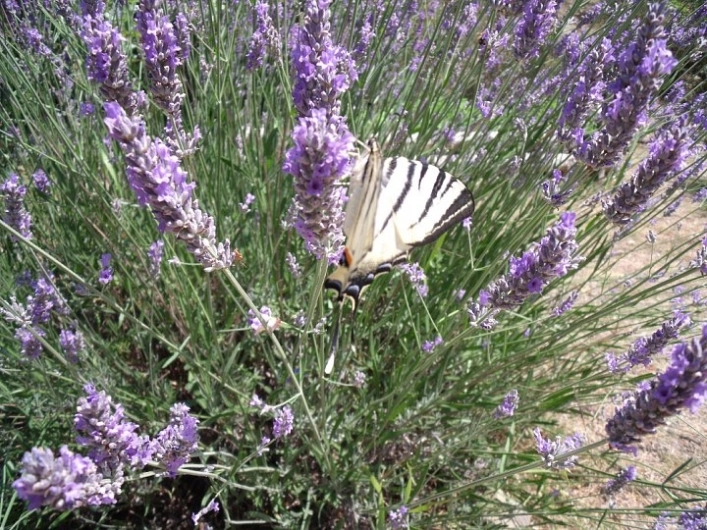 zobacz camping - zdjęcie 9