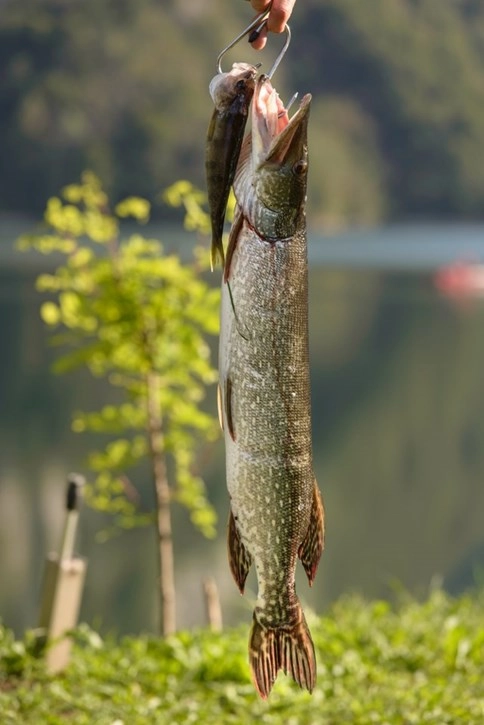 zobacz camping - zdjęcie 25