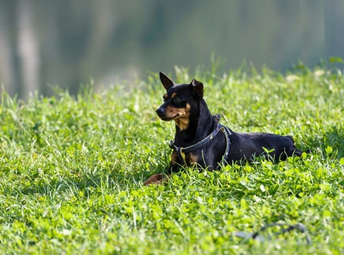 zobacz camping - zdjęcie 2