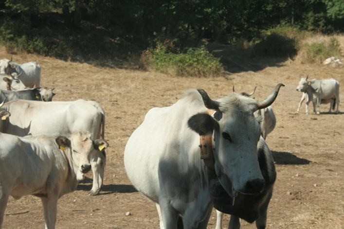 Camping Fontana delle Rose - zdjęcie 2