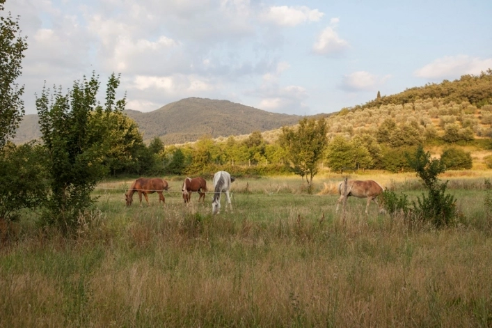 Camping Il Saregeto - zdjęcie 4