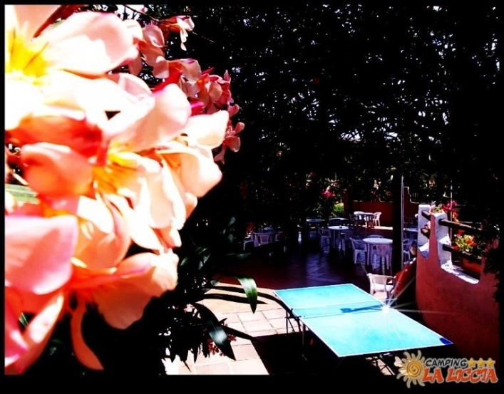 zobacz camping - zdjęcie 14