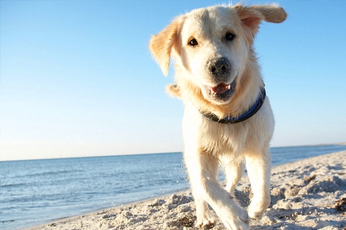 zobacz camping - zdjęcie 20