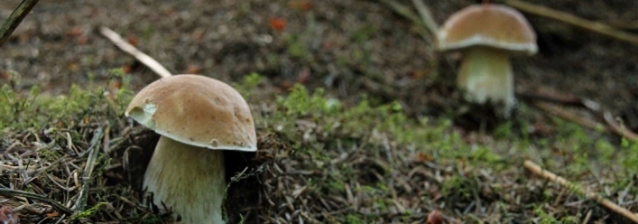 zobacz camping - zdjęcie 15