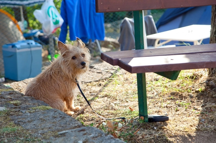 zobacz camping - zdjęcie 21