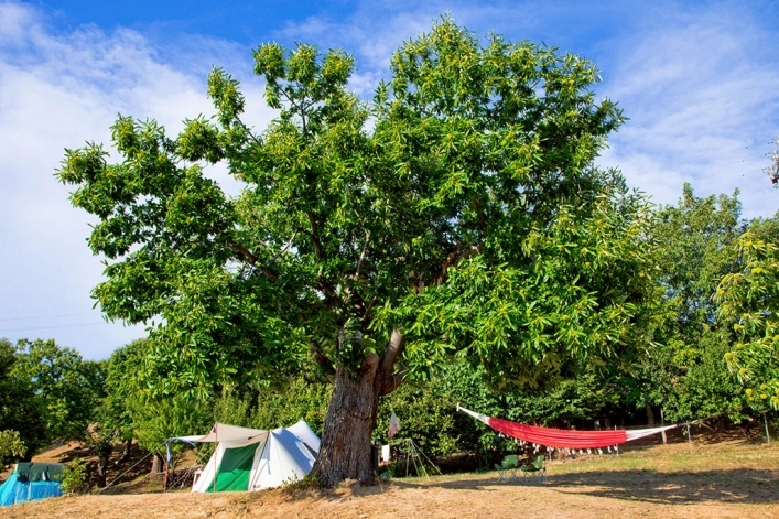 zobacz camping - zdjęcie 6