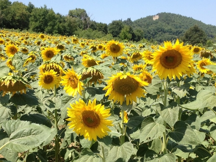 zobacz camping - zdjęcie 17