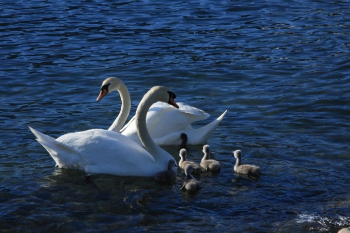 Camping Magic Lake - zdjęcie 2