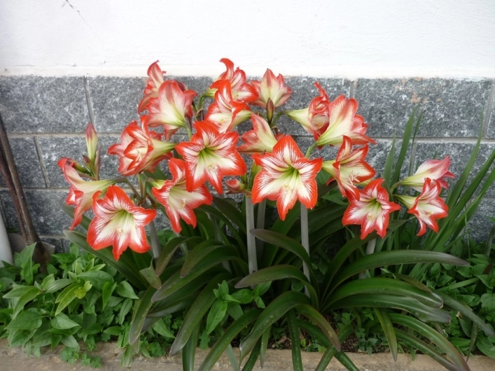 Camping Bellavita - zdjęcie 4