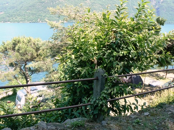 Camping Bosco Boschetto Holiday - zdjęcie 2