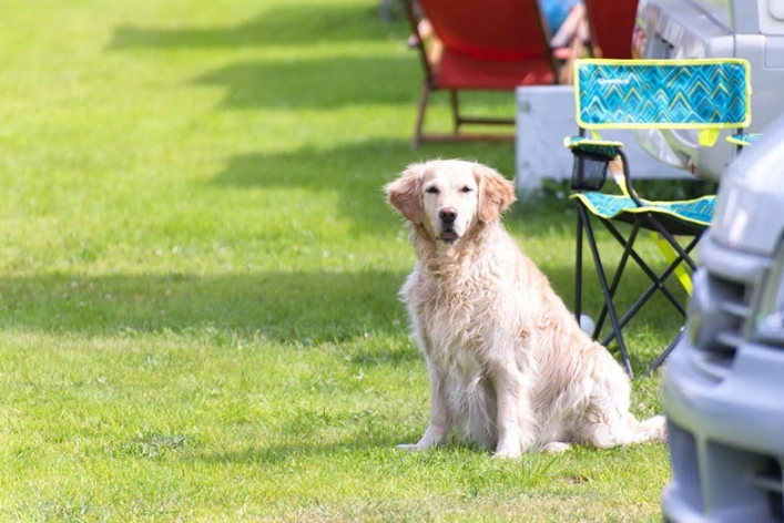 zobacz camping - zdjęcie 18