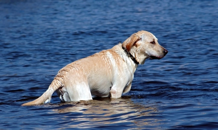 zobacz camping - zdjęcie 19
