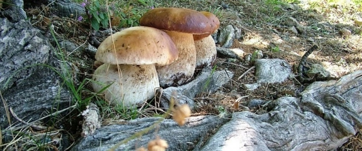 zobacz camping - zdjęcie 12