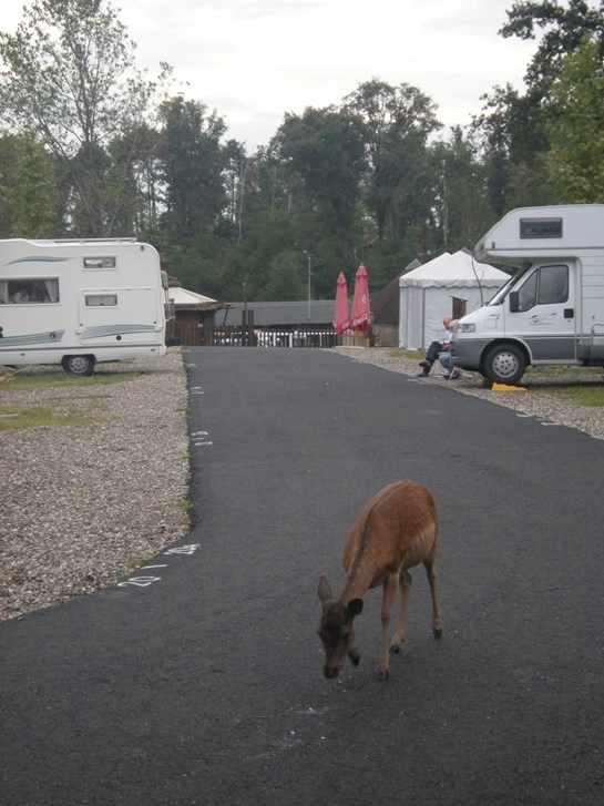 zobacz camping - zdjęcie 2