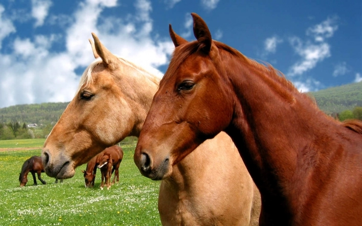 zobacz camping - zdjęcie 11