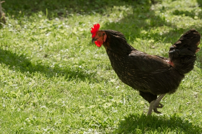 zobacz camping - zdjęcie 30