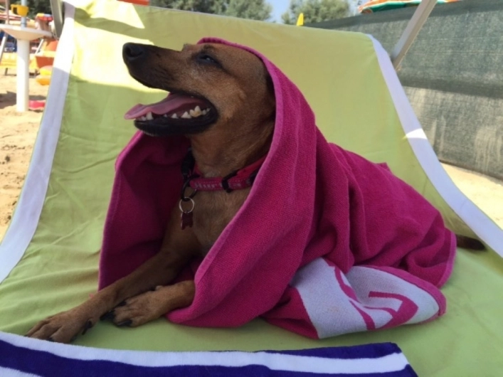 zobacz camping - zdjęcie 13