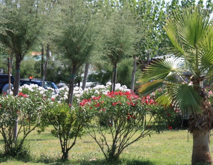 zobacz camping - zdjęcie 26