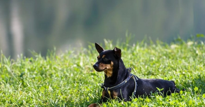 zobacz camping - zdjęcie 10