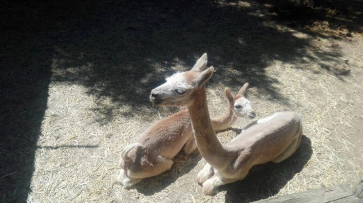 zobacz camping - zdjęcie 1