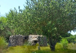 Hestasja-Area Camper - zdjęcie 2