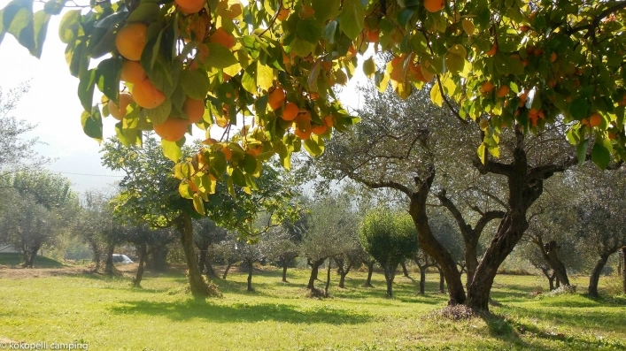 zobacz camping - zdjęcie 23