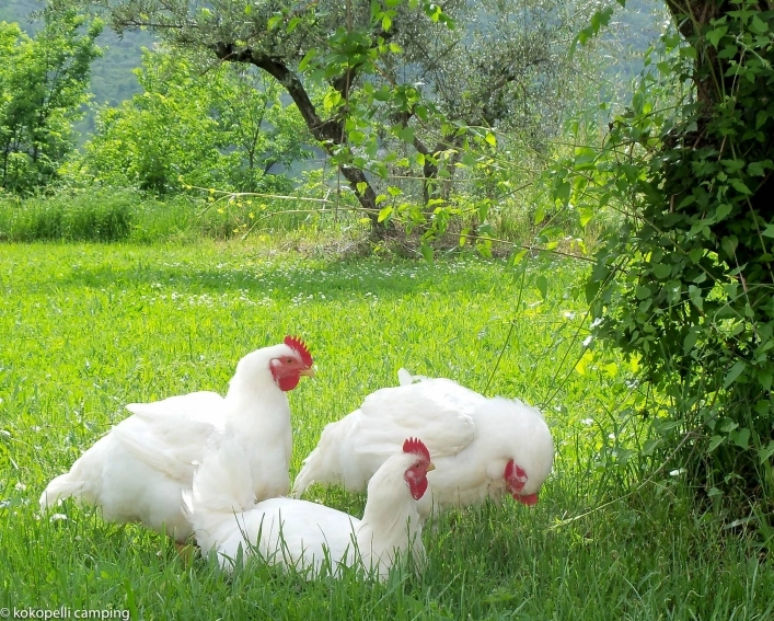 Kokopelli Camping - zdjęcie 1