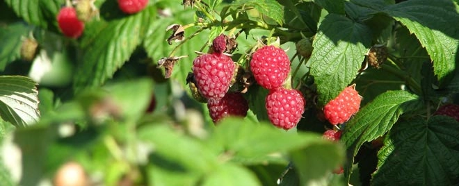 zobacz camping - zdjęcie 17