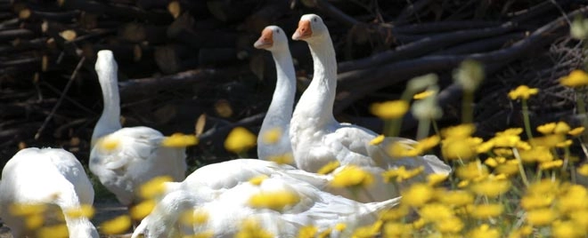 zobacz camping - zdjęcie 10