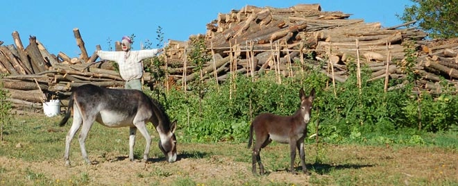 Le Carbonaie Agricampeggio - zdjęcie 4