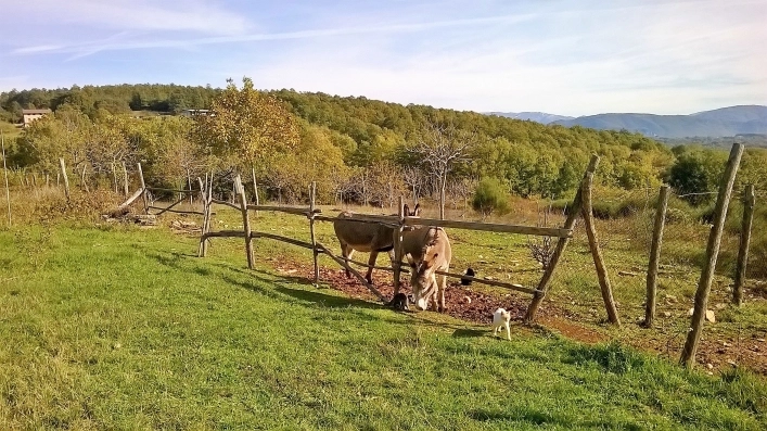 Le Streghe Agriturismo - zdjęcie 2