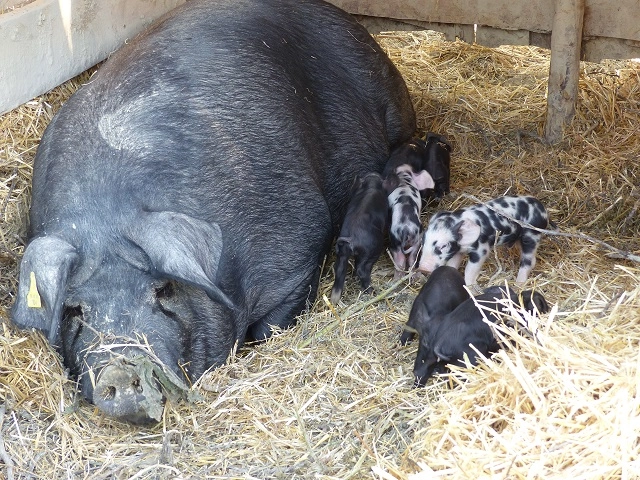 zobacz camping - zdjęcie 3